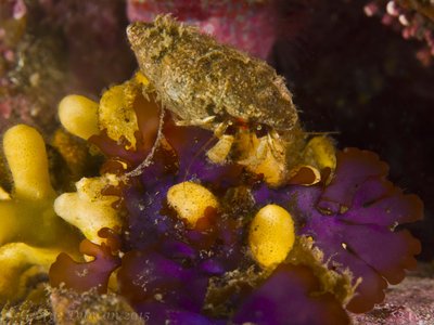 Salt Creek Hermit Crab.jpg