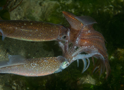 Op. Squids Mating (1 of 1).jpg