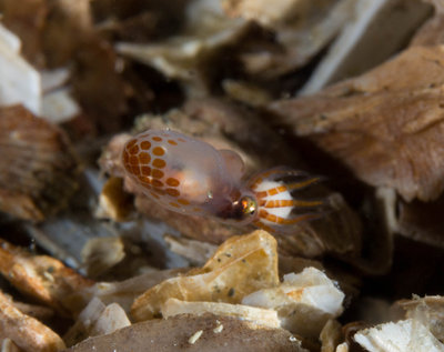 Octo Hatchling by Shells Close Up (1 of 1).jpg