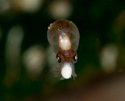 Octo Hatchling in Water Stream Close Up (1 of 1).jpg