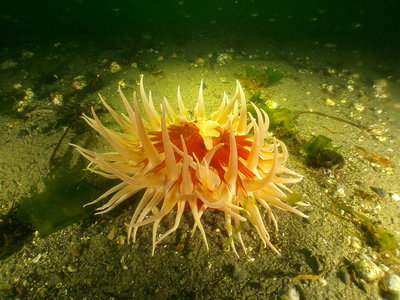 PICT7671-sand-rose-anemone.JPG