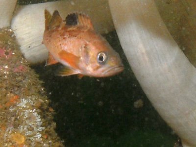 PICT1902-PS-rockfish-or-canary-juvenile-zoom.jpg