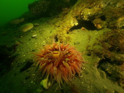PICT6300-rose-anemone.JPG