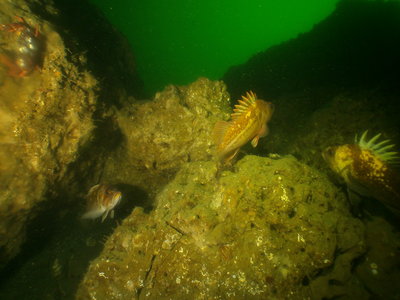 PICT8357-copper-&quillback-rockfish.JPG