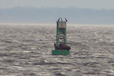video-cap-2-steller-sea-lions-mating-best.jpg