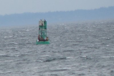 P3110629-2--sea-lions-on-buoy-zzom-best.jpg