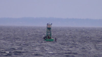 DSC00139-3-steller-sea-lions.JPG