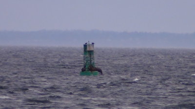 DSC00140-steller-sea-lion-jumping-on.JPG