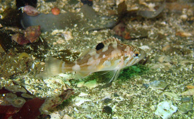 Very young Canary YOY Rockfish