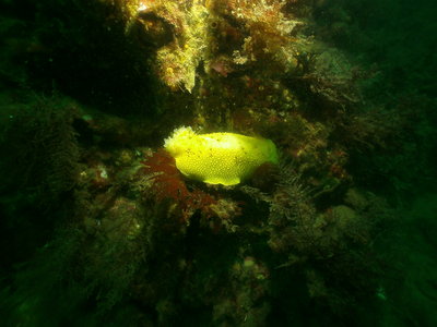 PICT8717-sea-lemon-nudibranch.JPG