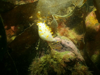 PICT8715-clown-nudibranch.JPG