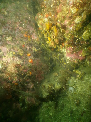 PICT6580-interesting-rockfish-between-copper-&-china.JPG