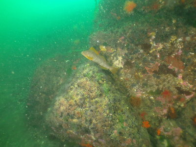 PICT8786-kelp-greenling-female-rocks.JPG