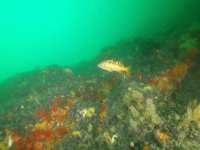 PICT6818-yellow-tail-rockfish.JPG