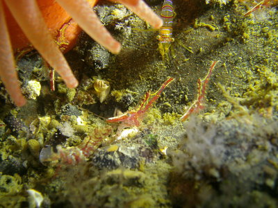 PICT8897-candy-stripe-shrimp.JPG