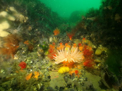 PICT6811-crimson-anemone-surrounding-area.JPG