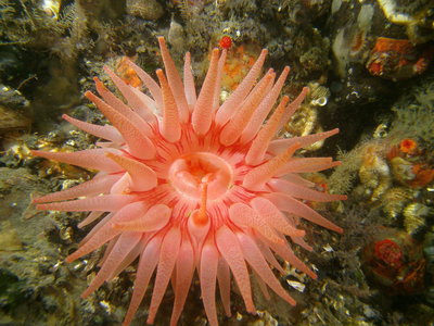 PICT6791-crimson-anemone.JPG
