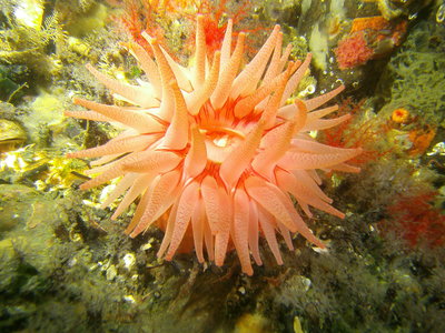 PICT6762-crimson-anemone-surrounding-cucumbers-closer.JPG