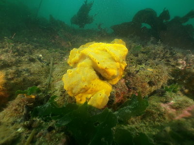 PICT8981-yellow-sponge.JPG