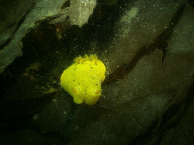 PICT8767-sea-lemon-nudibranch.JPG