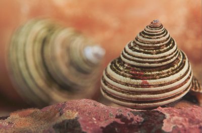 Top Snails