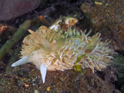 Pearly Nudibranch.jpg