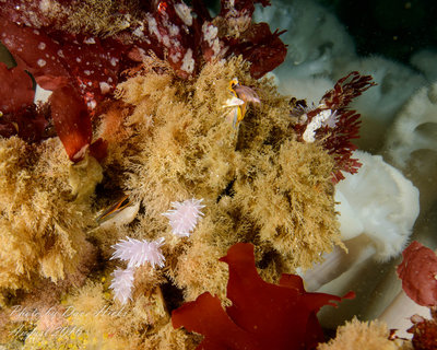 Four Alabaster Nudibranch (upper left one laying eggs)