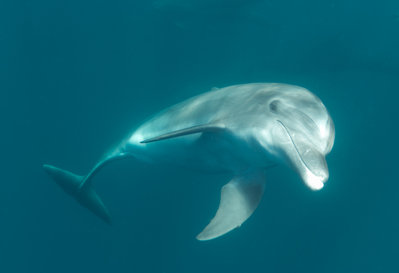 Dolphin Posing Best (1 of 1).jpg