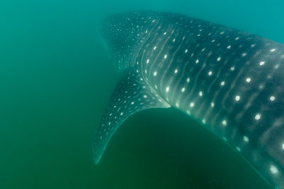 Whale Shark Full Side from the Rear View (1 of 1).jpg