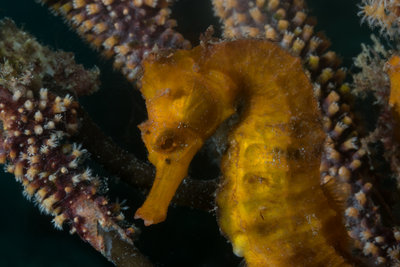 Seahorse Side Portrait Close Up F22 Best (1 of 1).jpg