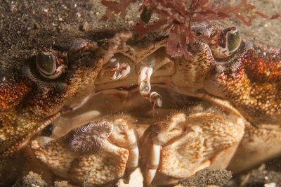 crab in sand.jpg