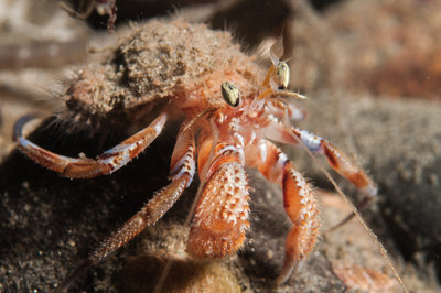 Hermit crab.jpg