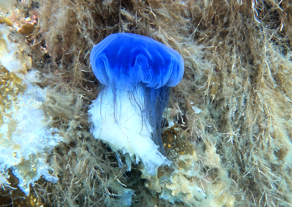 Some blue jellyfish