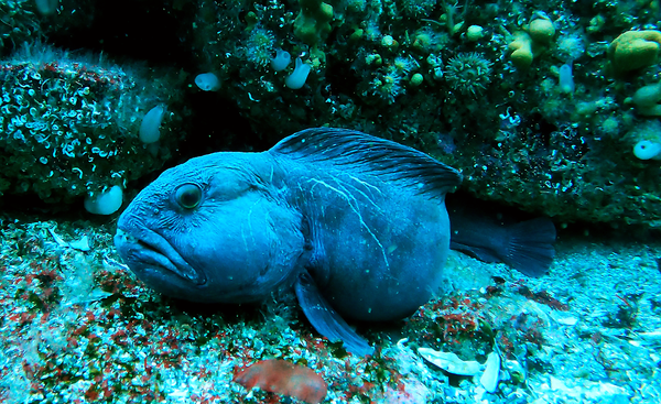 Wolffish at Ripnes, just off the dock