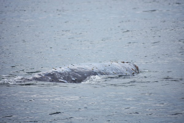 Depoe Bay gray whale