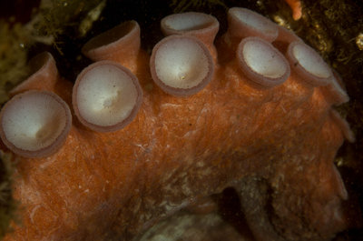 One of the Octo's Arms that was out and about.