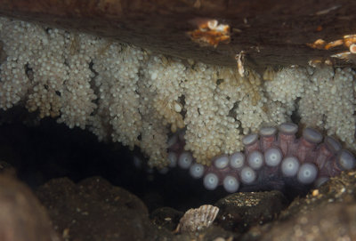 Octo with Eggs (1 of 1).jpg