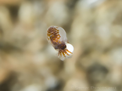 Baby Giant Pacific Octopus with egg sac.jpg