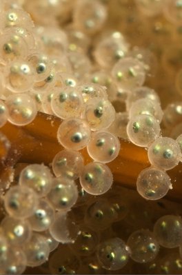 Really cool Fish eggs at Salt Water State Park.