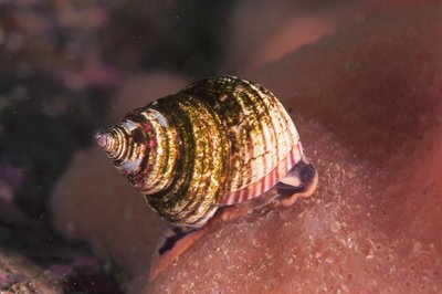Top snail