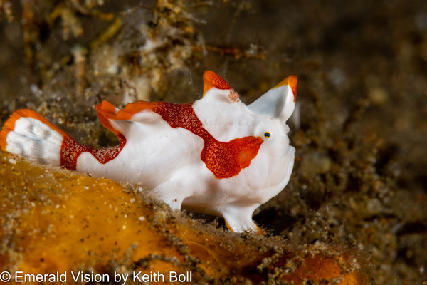My favorite clown frogfish from the trip.