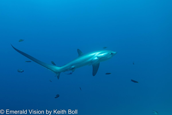 Thresher Shark Pics Taken with only ambient light - took two days to fine tune how to capture these wonderful creatures.